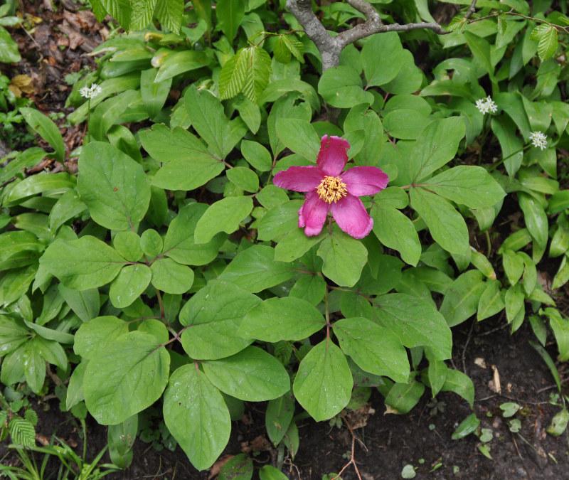 Изображение особи Paeonia caucasica.