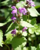 Lamium maculatum. Верхушка цветущего растения. Адыгея, левый берег р. Белая, вдоль тропы из пос. Каменномостовский до водопадов Руфабго. 27.04.2013.