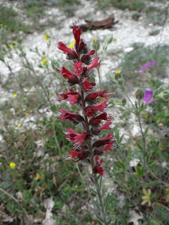 Изображение особи Echium popovii.