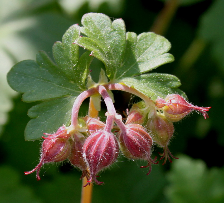 Изображение особи Geranium &times; cantabrigiense.