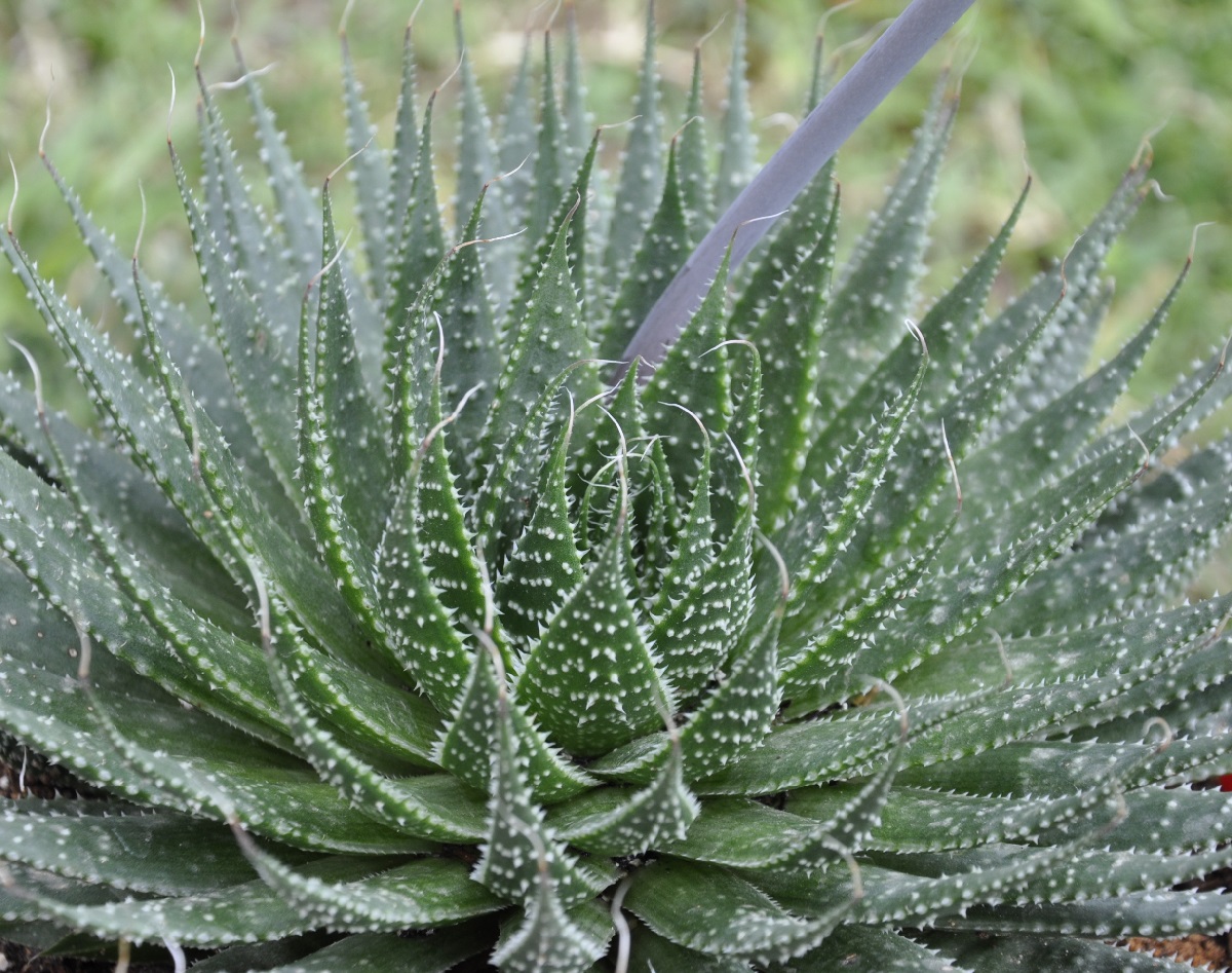 Изображение особи Aloe aristata.