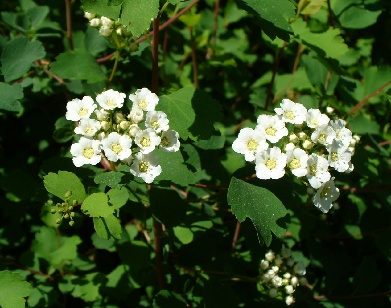 Изображение особи Spiraea chamaedryfolia.