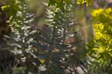 Euphorbia rigida. Часть побега. Греция, п-ов Пелопоннес, окр. г. Спарта, на обочине автотрассы. 02.04.2014.