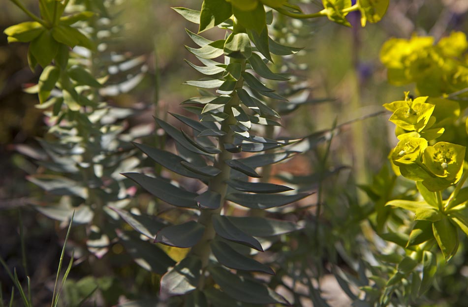 Изображение особи Euphorbia rigida.