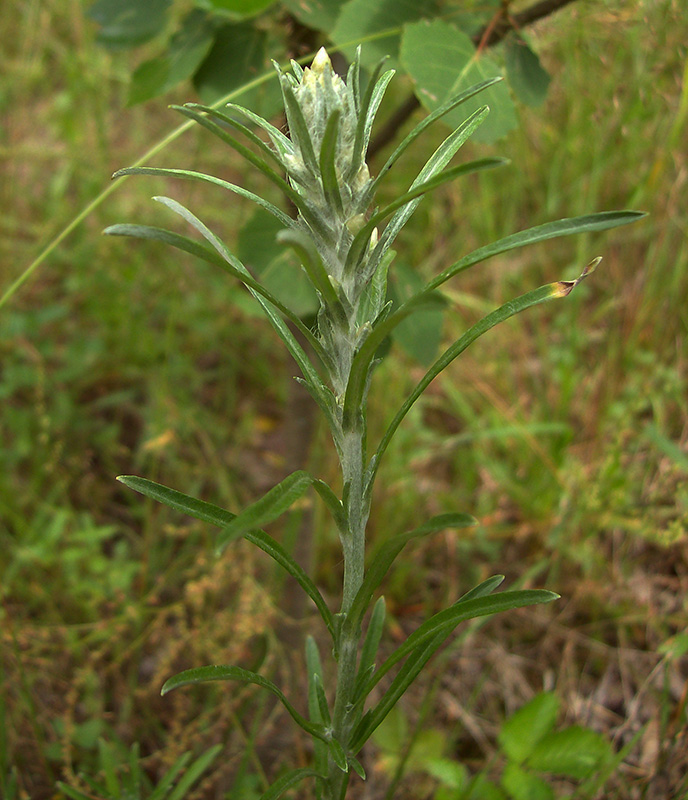 Изображение особи Omalotheca sylvatica.