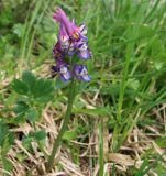 Corydalis conorhiza. Побег с соцветием. Адыгея, Кавказский биосферный заповедник, долина р. Чессу, альпика, 2020 м н.у.м. 30.06.2014.