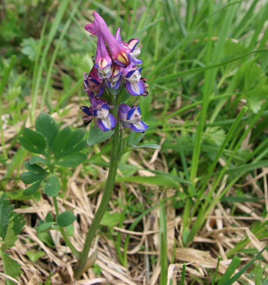 Изображение особи Corydalis conorhiza.