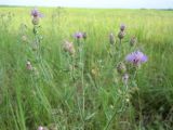 Centaurea stoebe