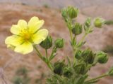 Potentilla astracanica