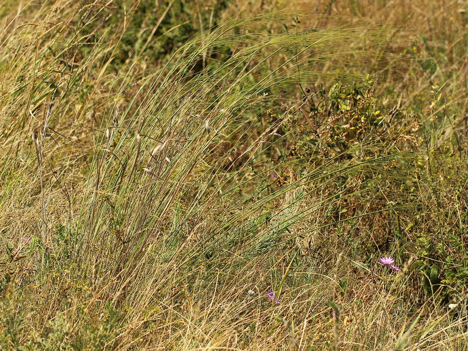 Image of Stipa capillata specimen.