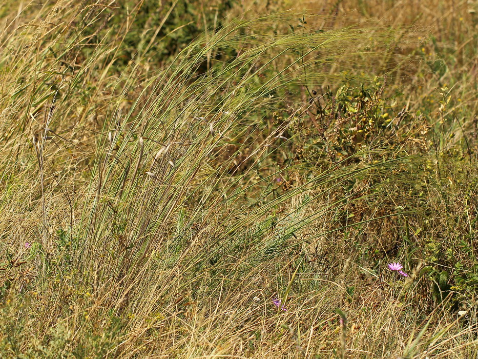 Изображение особи Stipa capillata.