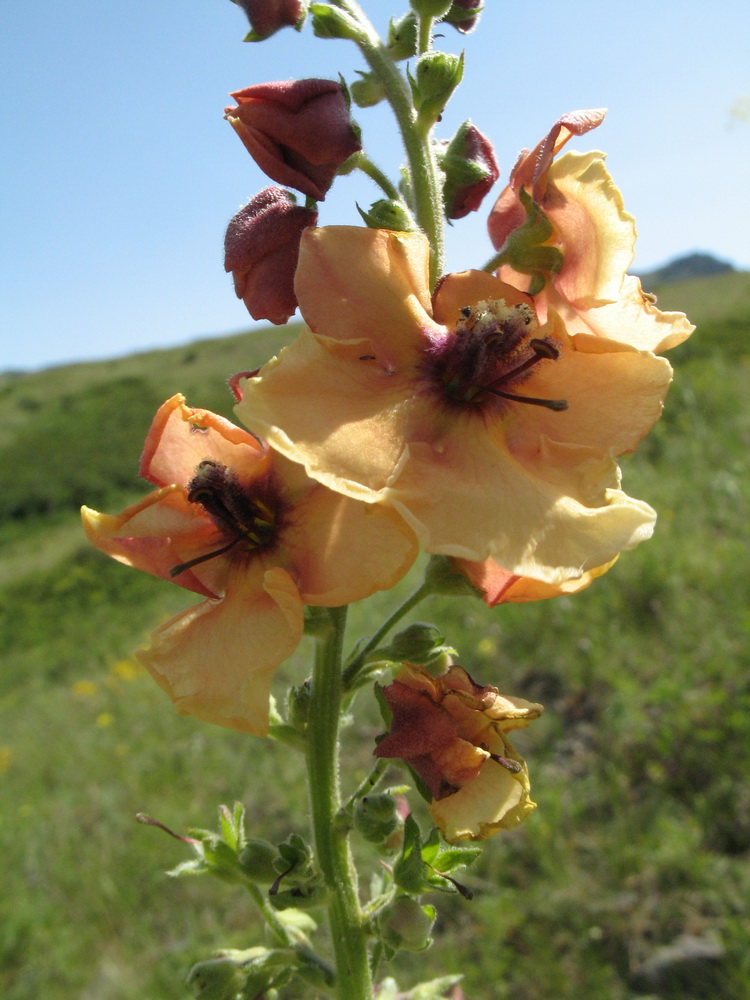 Изображение особи Verbascum &times; candelabrum.