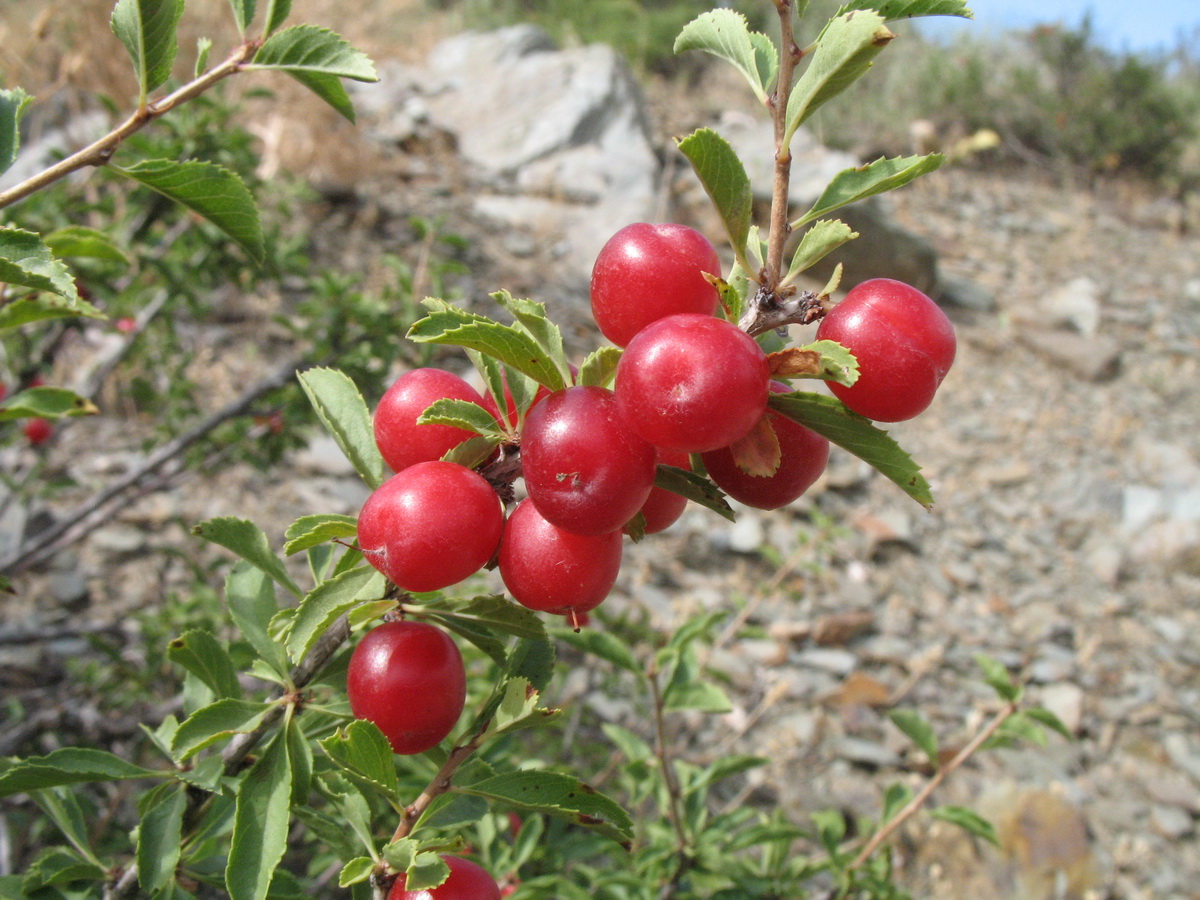 Изображение особи Cerasus tianshanica.