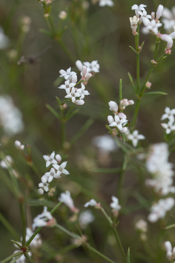 Изображение особи Asperula cynanchica.