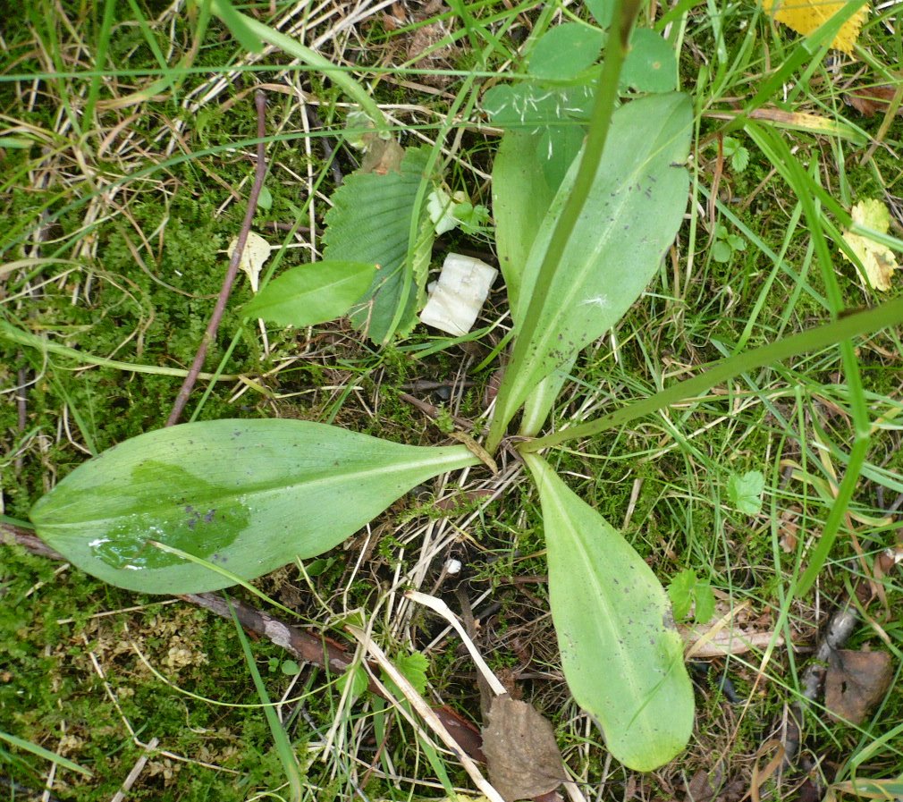 Image of Platanthera bifolia specimen.