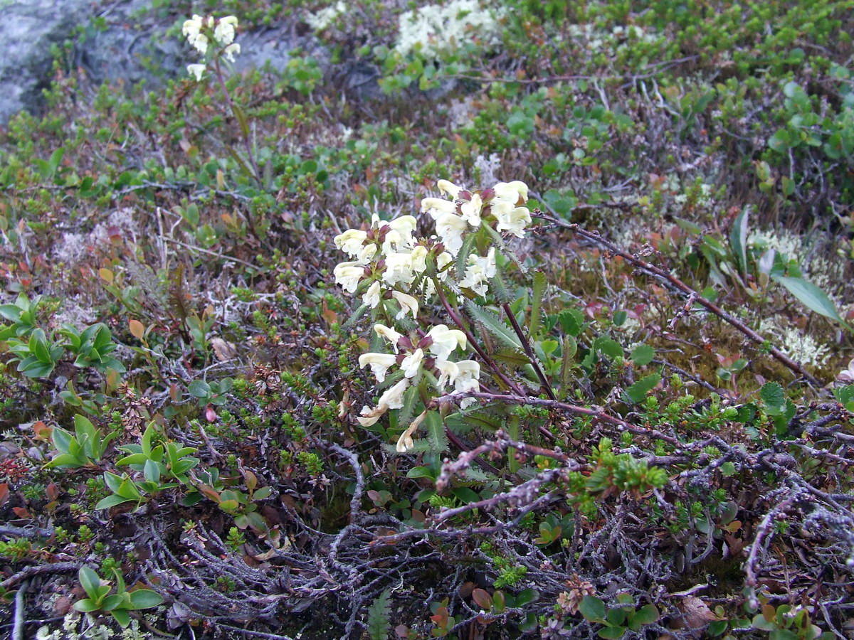 Изображение особи Pedicularis lapponica.