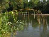 Festuca gigantea