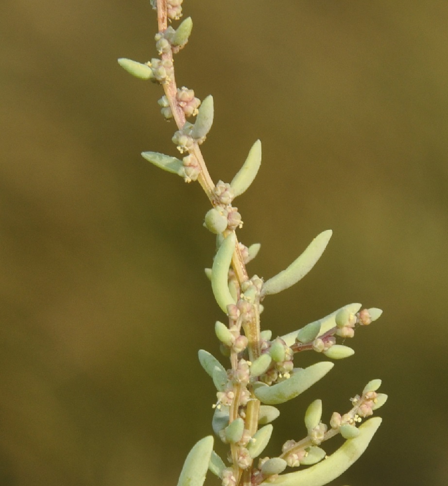 Image of Suaeda maritima specimen.