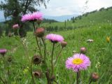 Erigeron altaicus. Верхушка растения с соцветиями. Восточный Казахстан, Южный Алтай, Маркакольская котловина, пер. в долину Холодная. 29 июня 2012 г.