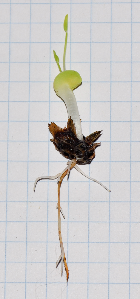 Изображение особи Onobrychis squarrosa.