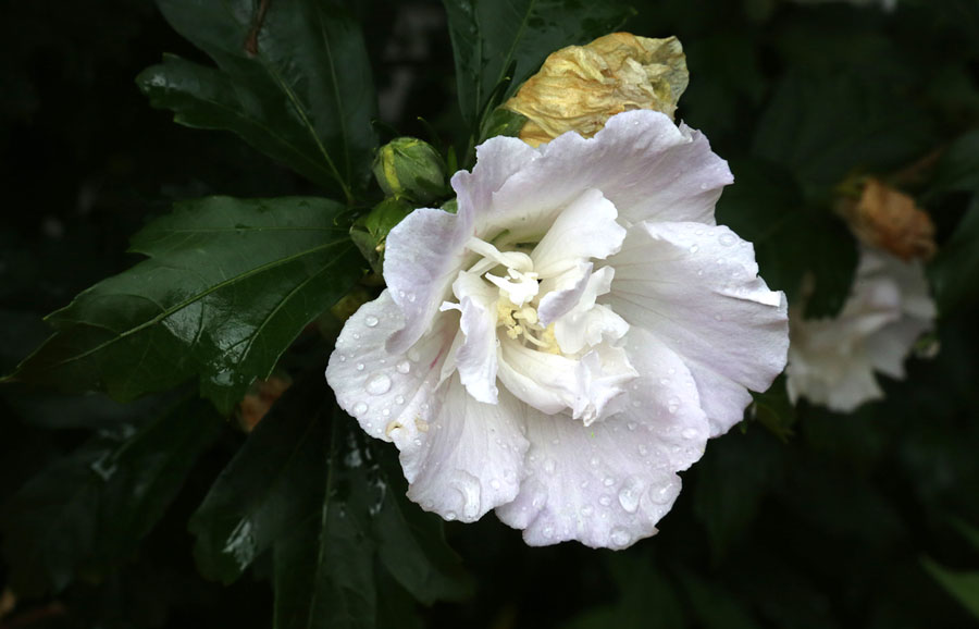 Image of Hibiscus syriacus specimen.