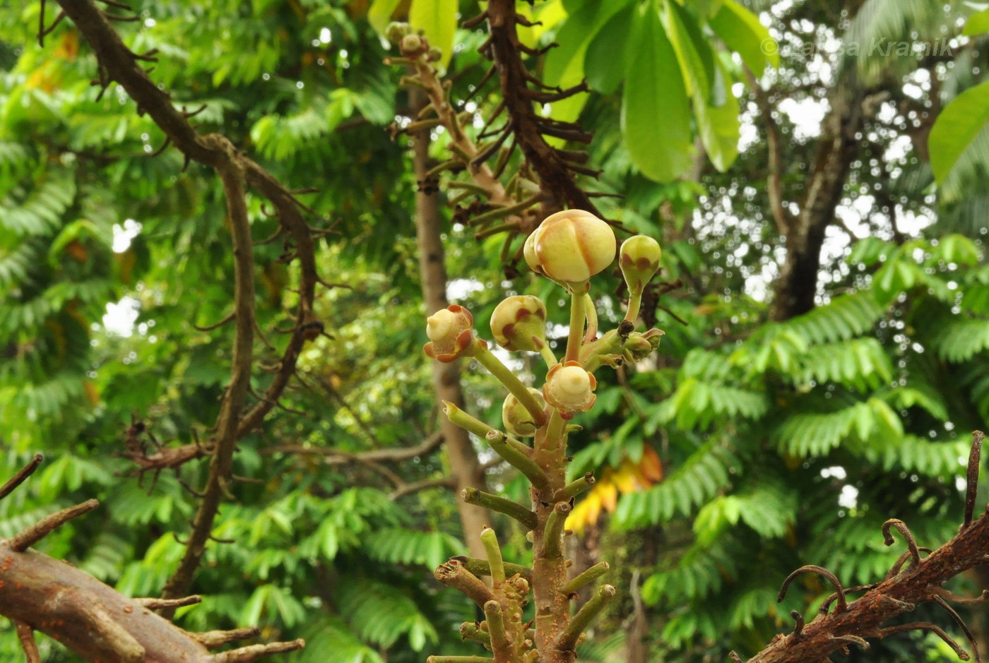 Image of Couroupita guianensis specimen.