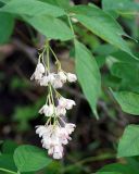 Staphylea pinnata. Соцветие. Краснодарский край, Черноморское побережье Кавказа, окрестности Геленджика, территория Верхнего парка сафари. 05.05.2013.