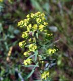 Euphorbia esula