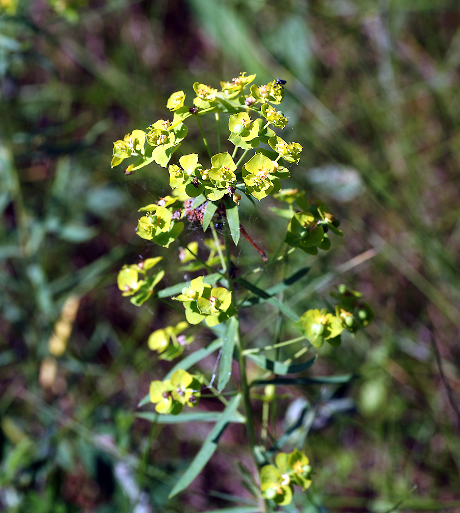 Изображение особи Euphorbia esula.