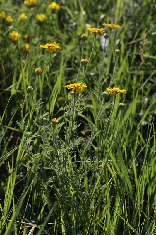 Image of Anthemis tinctoria specimen.