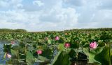 Nelumbo caspica