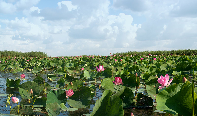 Изображение особи Nelumbo caspica.