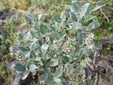 Salix glauca. Плодоносящее растение в горной тундре. Кольский полуостров, Восточный Мурман, берег ручья, впадающего в оз. Длинное. 07.08.2009.