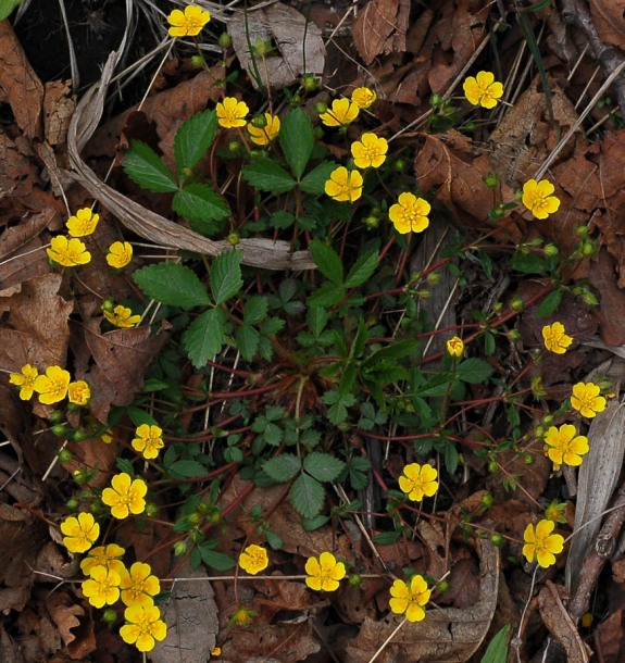 Изображение особи Potentilla fragarioides.