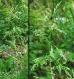 Poa annua