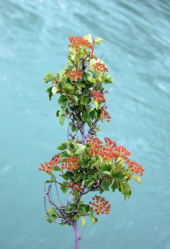 Image of Spiraea trilobata specimen.