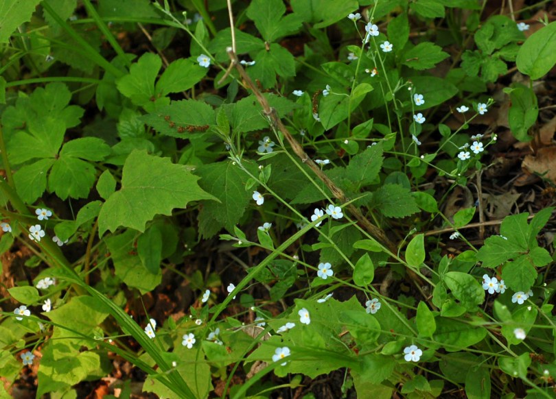 Image of Trigonotis radicans specimen.