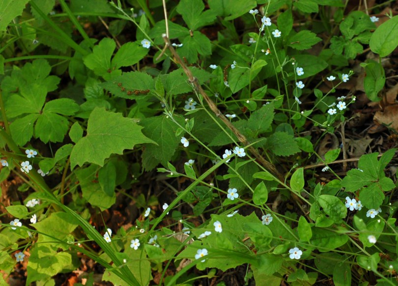 Изображение особи Trigonotis radicans.