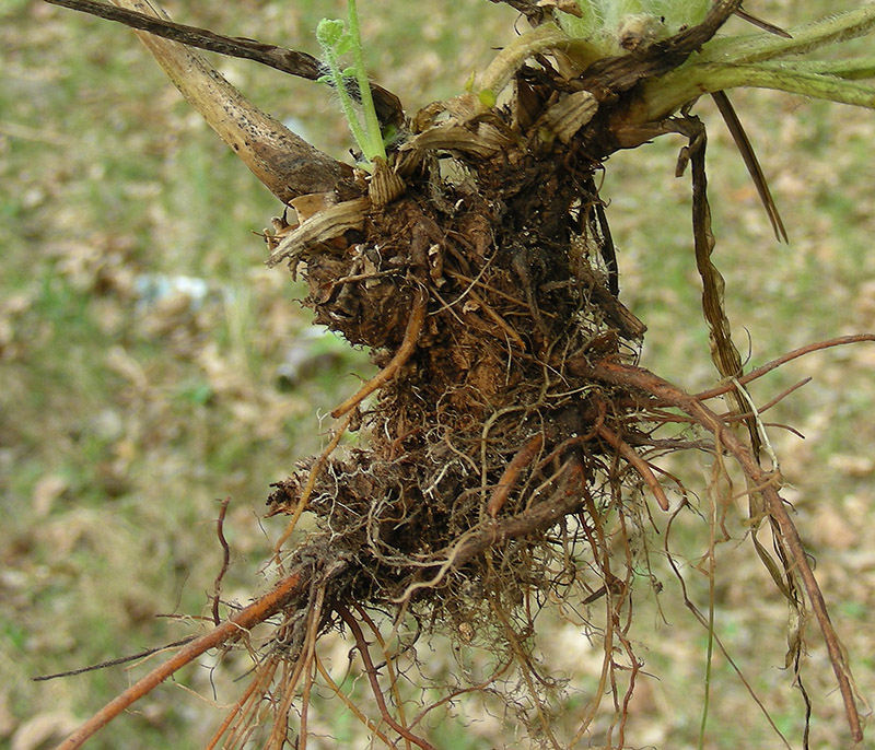 Image of Chelidonium majus specimen.