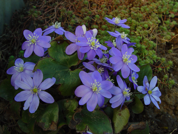 Изображение особи Hepatica nobilis.