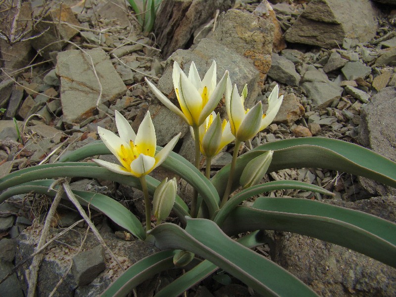 Изображение особи Tulipa orthopoda.