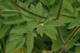 Chaerophyllum aromaticum