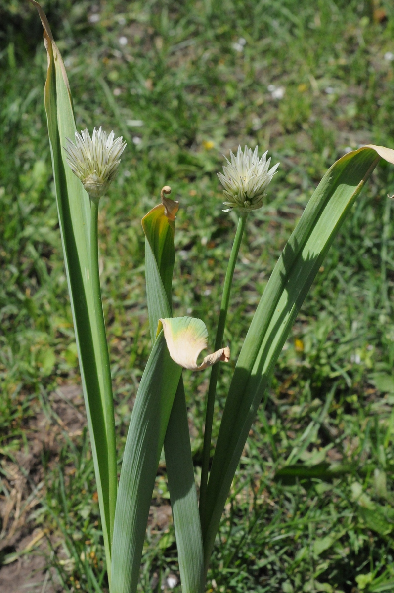 Изображение особи Allium darwasicum.