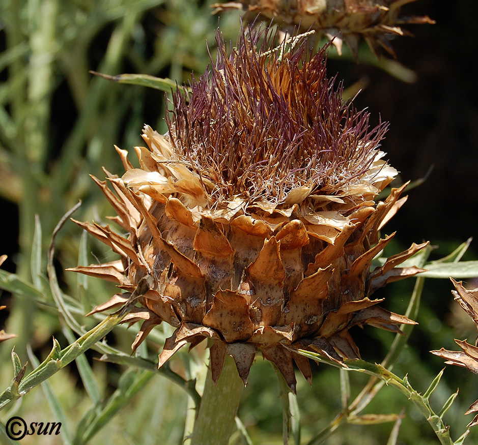 Изображение особи Cynara scolymus.