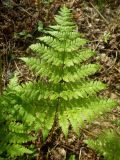 Dryopteris expansa. Вайя. Ленинградская обл., Всеволожский р-н, окр. пос. Куйвози, смешанный лес. 26.05.2015.