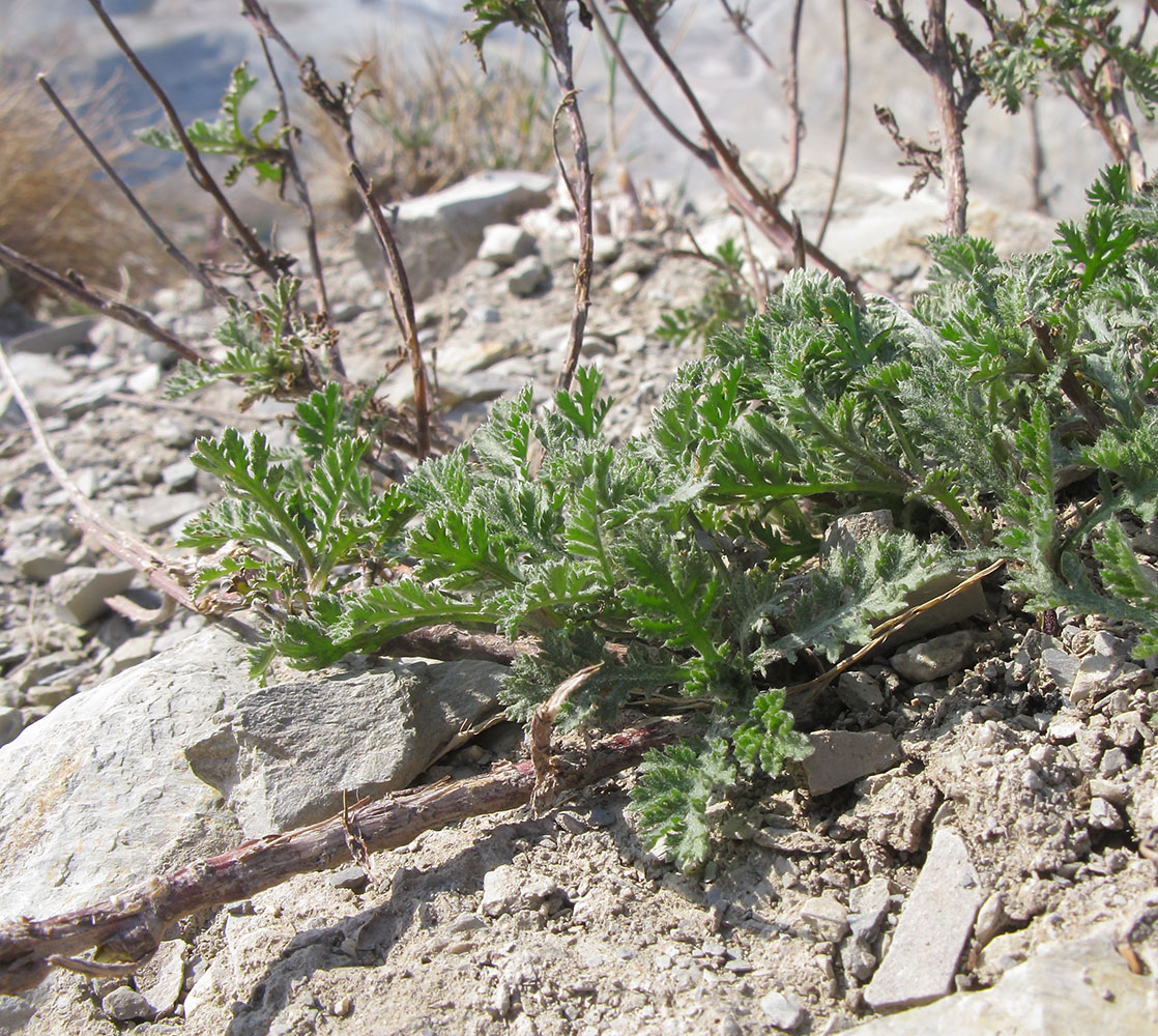 Image of genus Anthemis specimen.