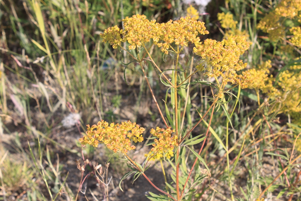 Image of Patrinia rupestris specimen.