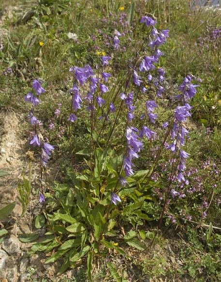 Image of Campanula collina specimen.