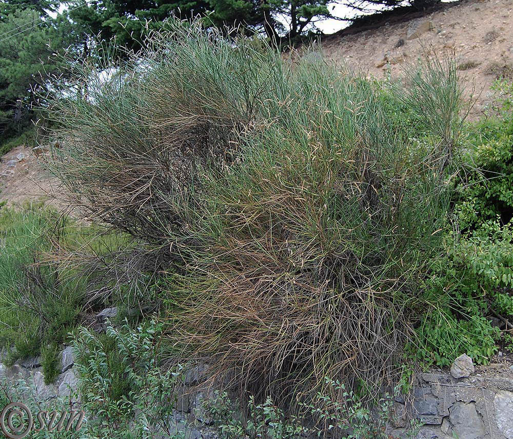 Image of Spartium junceum specimen.