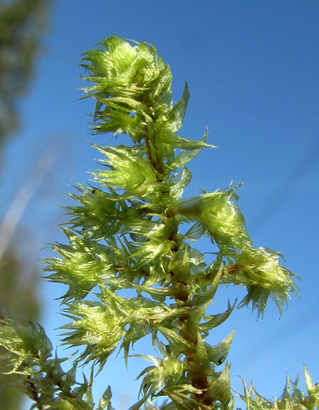 Изображение особи Rhytidiadelphus triquetrus.